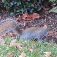 Sciurus carolinensis