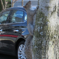 Sciurus carolinensis