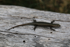 Lampropholis guichenoti