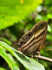 Cissia myncea