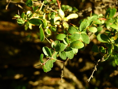 Berberis microphylla