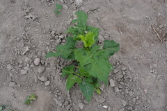 Silphium perfoliatum