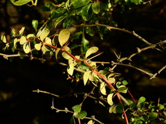 Berberis microphylla
