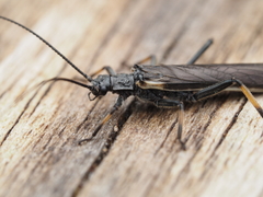 Austroperla cyrene