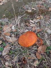 Suillus ponderosus
