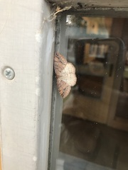 Leptostales rubromarginaria