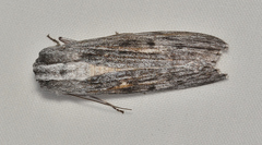 Capusa senilis
