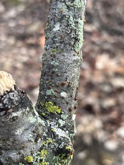 Amphilogia gyrosa