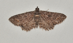 Chrysolarentia plesia