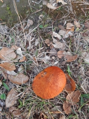 Suillus ponderosus