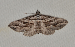 Chrysolarentia severata