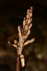 Gastrodia procera