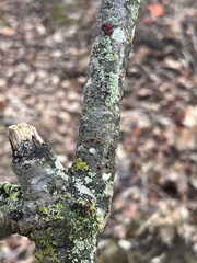Amphilogia gyrosa