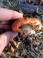 Suillus ponderosus