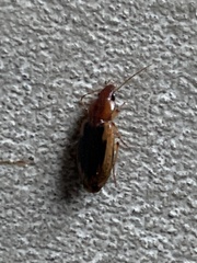 Tanystoma maculicolle