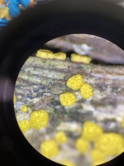 Trichoderma gelatinosum