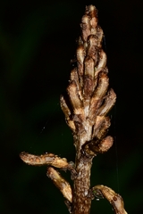 Gastrodia procera