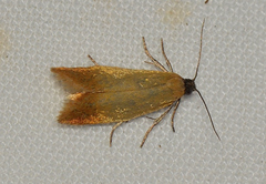 Tortrix concolorana