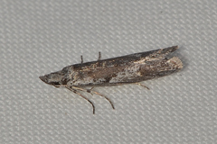 Dascia sagittifera