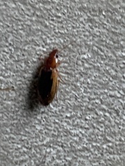 Tanystoma maculicolle