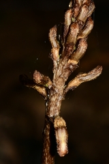 Gastrodia procera