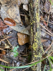 Trichoderma gelatinosum