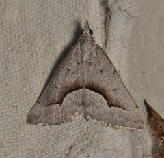 Dichromodes euscia