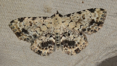 Sandava scitisignata