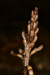 Gastrodia procera