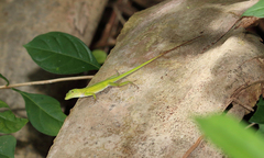 Anolis callainus