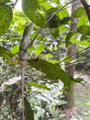 Anolis biporcatus