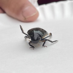 Hydrophilus triangularis