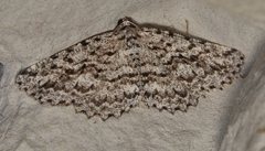 Psilosticha mactaria