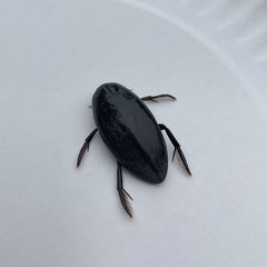 Hydrophilus triangularis