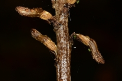 Gastrodia procera