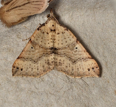 Anachloris uncinata