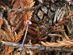 Mycena purpureofusca