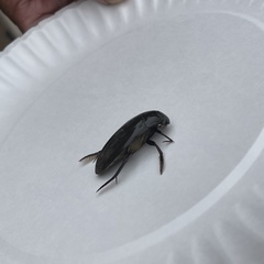 Hydrophilus triangularis