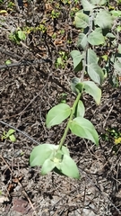 Myriopus psilostachya