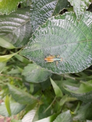 Caryanda spuria
