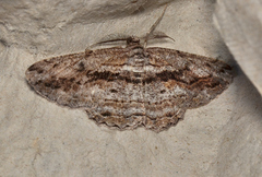 Scioglyptis chionomera