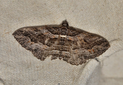 Chrysolarentia severata
