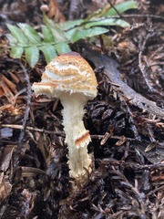 Lepiota magnispora