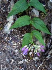 Nothochelone nemorosa