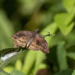 Theagenes dichrous