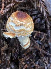 Lepiota magnispora
