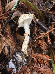 Lepiota magnispora