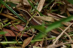 Zonosaurus madagascariensis