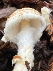 Lepiota magnispora