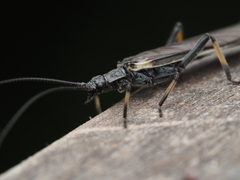 Austroperla cyrene